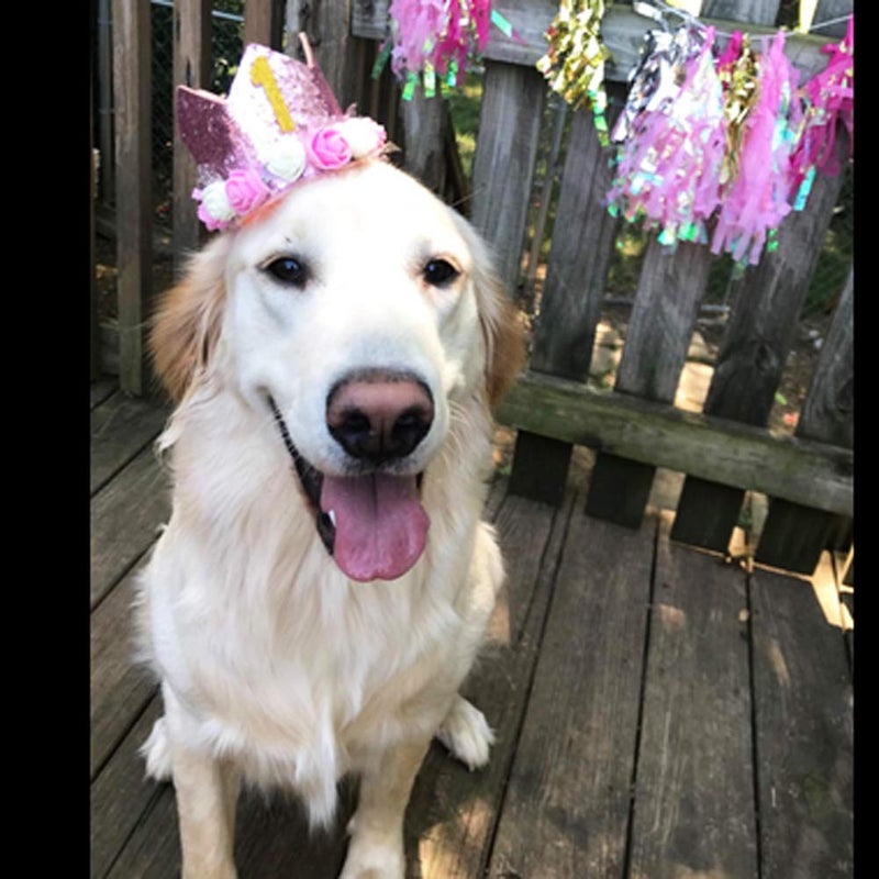 Rimobul Pet Crown Dog Birthday Hat Reusable Birthday Party Crown Girl Cat Doggie Headband Hats with 0-9 Figures Charms Gift Grooming Accessories with Glue Dots Pack of 1(Pink) - Image 3